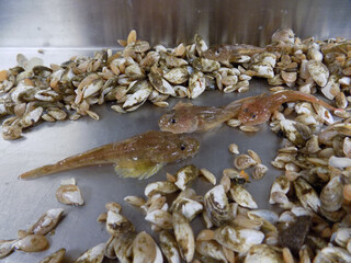 fish in the market