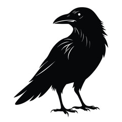 Fototapeta premium Stylized black silhouette of a raven perched on white