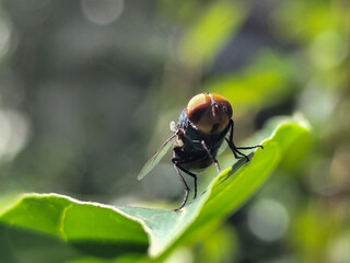 Flies with red eyes and thin wings perched on green leaves, in daylight on a natural blurred background. This type is often seen flying in kitchens, cages, trash cans, etc.