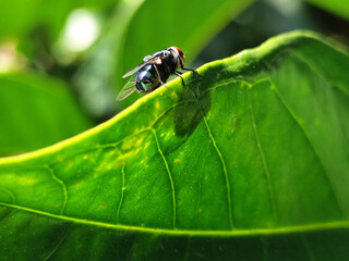 Flies with red eyes and thin wings perched on green leaves, in daylight on a natural blurred background. This type is often seen flying in kitchens, cages, trash cans, etc.