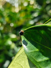 Flies with red eyes and thin wings perched on green leaves, in daylight on a natural blurred background. This type is often seen flying in kitchens, cages, trash cans, etc.