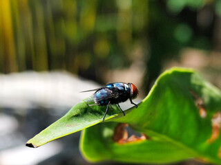 Flies with red eyes and thin wings perched on green leaves, in daylight on a natural blurred background. This type is often seen flying in kitchens, cages, trash cans, etc.