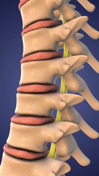 Medical Visualization of Spinal Decompression Procedure