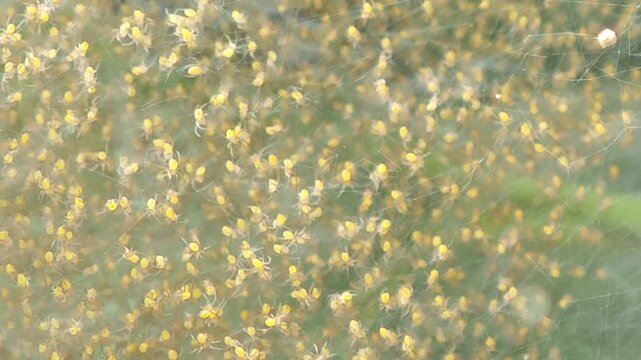 swamp of spiderlings and eggs spiders on the sac nest on a leaf.