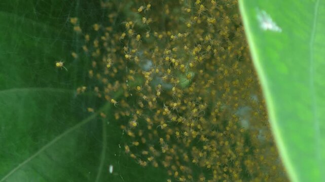 swamp of spiderlings and eggs spiders on the sac nest on a leaf.