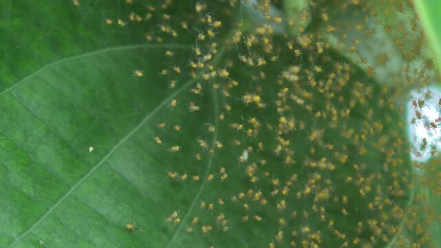 swamp of spiderlings and eggs spiders on the sac nest on a leaf.
