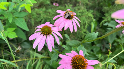 Obraz premium Bumblebee on Coneflower