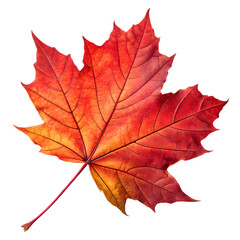 Obraz premium Vibrant red maple leaf against a stark black background
