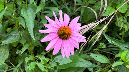 Purple Coneflower in Bloom