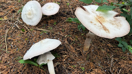mushrooms in the forest