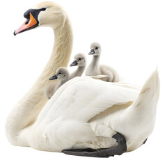 Obraz premium A graceful swan with three fluffy cygnets resting on its back in a serene natural setting