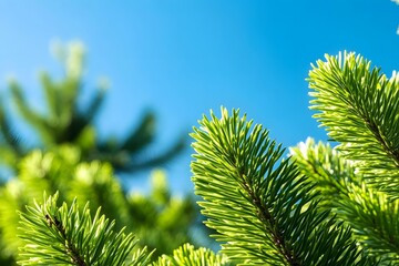 Fototapeta premium Close Up�Norfolk Island�Pine Araucaria Heterophylla Green Leaves.