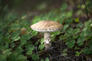 A solitary birch bolete mushroom stands out in a forest setting, surrounded by green clover.