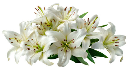 Fototapeta premium Arrangement of White Lily Flowers with Green Stamen and Petals, cut out transparent