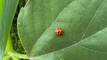 Ladybug on Leaf