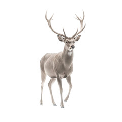 Majestic Stag with Antlers A Portrait with Transparent Background.