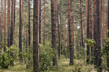 Dense pine forest in eastern Europe during the day with natural undergrowth surrounding the tall...