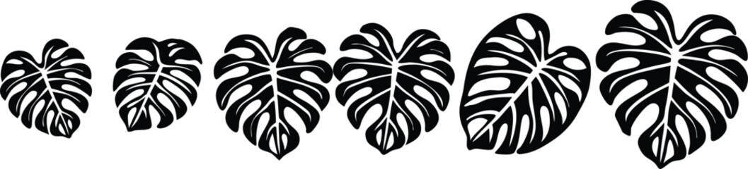 Vector art of monstera deliciosa leaves isolated on white background in a row from small to large