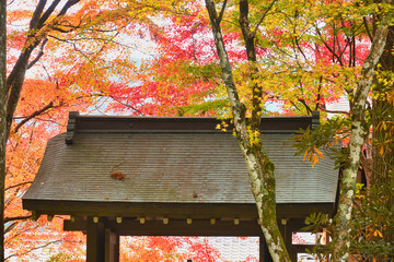 京都　大原　三千院　美しいモミジ（もみじ）の紅葉（日本京都府京都市）Kyoto Ohara　Sanzen-in Temple, (Sanzenin Temple), Beautiful autumn maple leaves (Kyoto City, Kyoto Prefecture, Japan)
