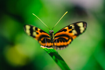 Butterfly on Green Leaf