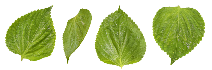 Collection of six vibrant green perilla leaves photographed from above on a white background, ideal for culinary or herbal designs.
