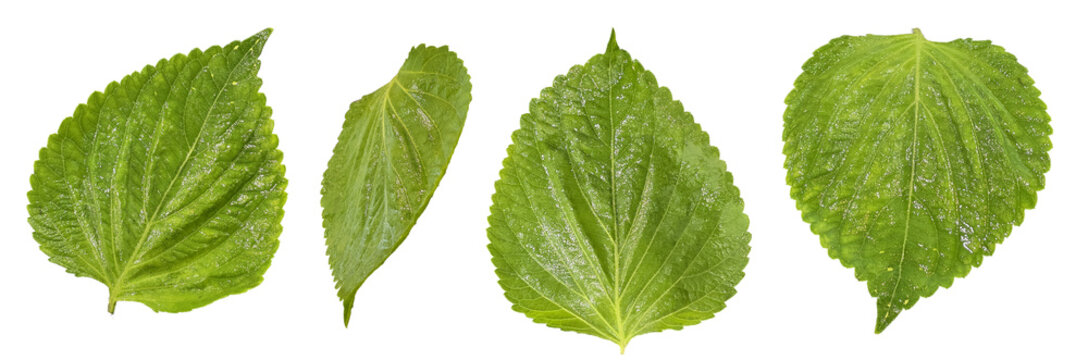 Collection of six vibrant green perilla leaves photographed from above on a white background, ideal for culinary or herbal designs.
