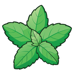 green leaf isolated on white background