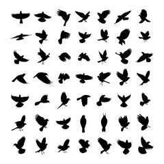 Obraz premium Bird Silhouettes Collection Guide