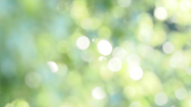 夏の木漏れ日の様子。爽やかな光の風景。