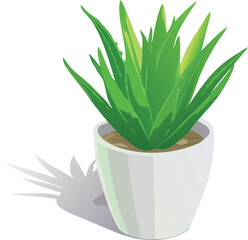 Vector illustration of an aloe vera plant in a pot on a white background.