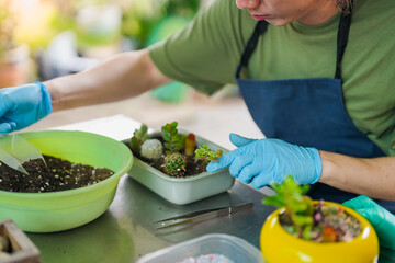 Asian Man Planting cactus at an Eco-Friendly Farm.