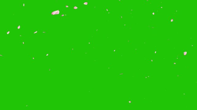 The petal to dance-HD 1080 loop+alpha. Cherry Blossom flower petals floating across the screen as a transition, Spring Pink Cherry Blossom black background. Falling cherry blossoms green screen