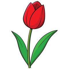 red tulip isolated on white