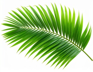 Obraz premium Green Palm Leaf Isolated on White