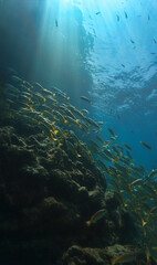 Underwater photo of school of fish at a coral reef. From a scuba dive in Thailand.