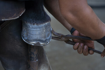 Farrier carefully trims horse hoof using specialized tools, ensuring proper hoof health and...
