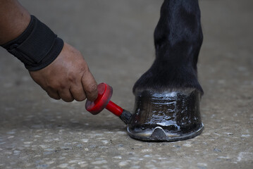 Person applying polish to horse hoof with brush, showcasing care and maintenance