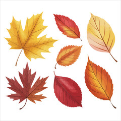 detailed autumn leaf varieties vector graphic plain background