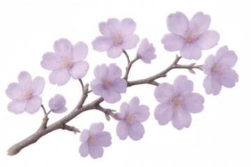 Cherry blossom branch showcasing its delicate purple flowers against a transparent background, perfect for spring designs