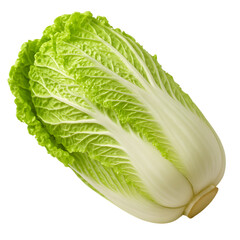 Fresh green napa cabbage isolated on black background healthy vegetable food ingredient