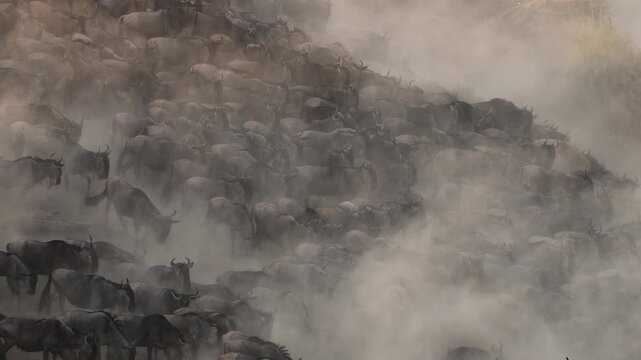 The great migration, wildebeest cross the Mara River in Africa