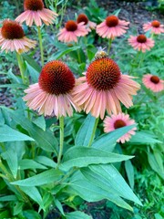  Echinacea Purprea blooming in the garden, herb stimulating the immune system. Vertical image.