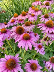 Beautiful Echinacea Purprea blooming in the garden, herb stimulating the immune system. Vertical image.