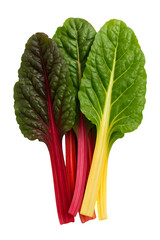 Colorful chard leaves with red pink and yellow stalks against a black background