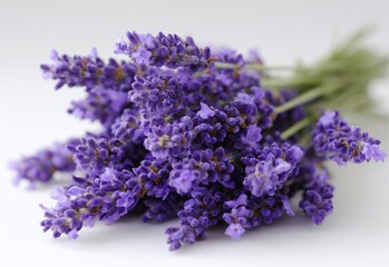 Close-up bunch of purple lavender blossoms