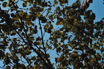Sunlight filters through the canopy of dense branches adorned with lush green leaves
