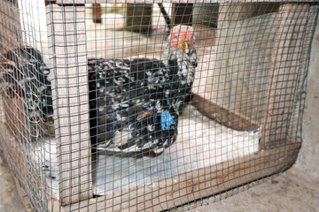 Domestic chicken confined in a traditional cage at a rural farm © syahril