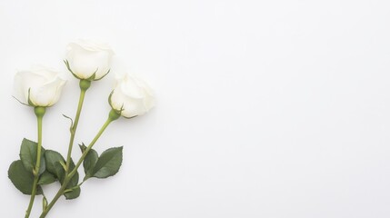 Fototapeta premium Elegant white roses arranged indoors on a serene flat lay