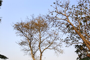 A large tree with many branches