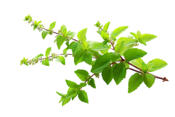 Fresh Tulsi  Holy Basil Plant with Green Leaves and Stems, Isolated on Transparent Background